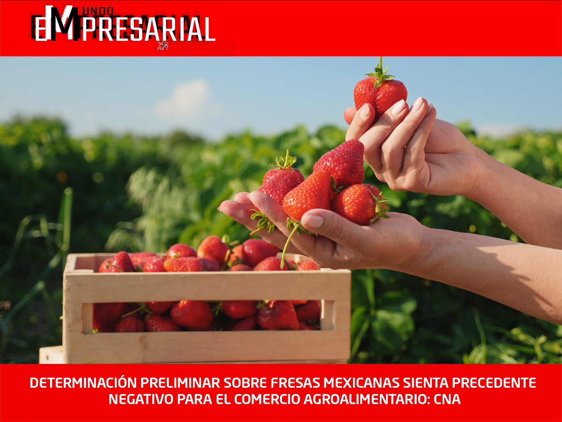 DETERMINACIÓN PRELIMINAR SOBRE FRESAS MEXICANAS SIENTA PRECEDENTE NEGATIVO PARA EL COMERCIO AGROALIMENTARIO: CNA